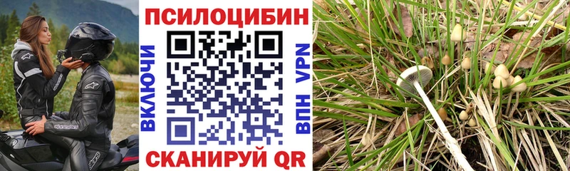 наркота  Петропавловск-Камчатский  Галлюциногенные грибы GOLDEN TEACHER 